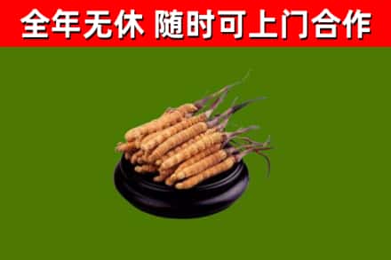 滨湖区烟酒回收冬虫夏草.jpg